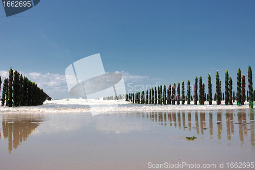 Image of mussel sea on the coast of opal in France Bouchot