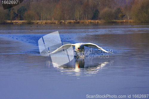 Image of arrival of a large male swan