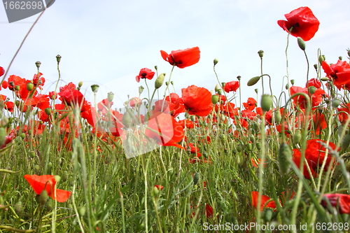Image of Fields of poppies in spring in France
