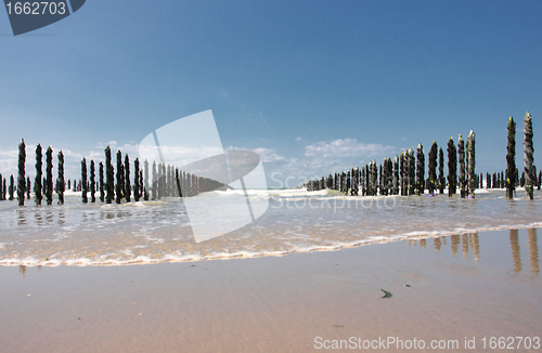 Image of mussel sea on the coast of opal in France Bouchot