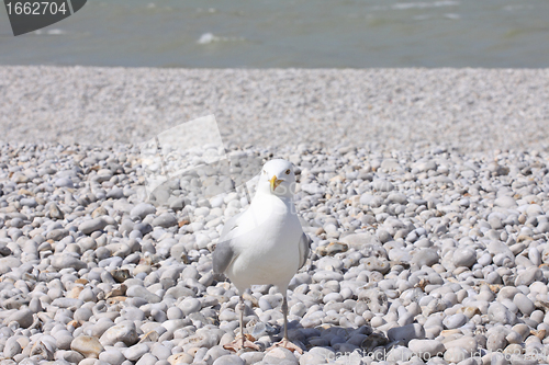 Image of portrait of a seagull on shingle beach