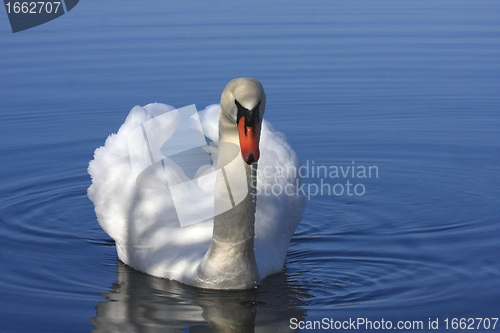 Image of Wild swan mute on its lake in France.