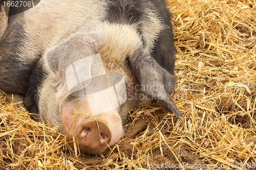 Image of close up of a very big pig pink and black