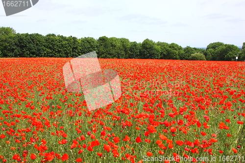 Image of Fields of poppies in spring in France