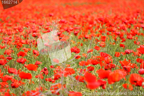 Image of Fields of poppies in spring in France