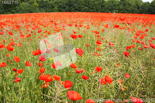 Image of Fields of poppies in spring in France
