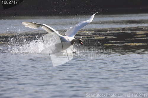 Image of Landing of a swan mute in france