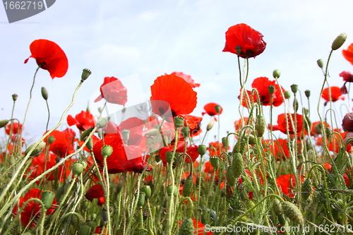 Image of Fields of poppies in spring in France