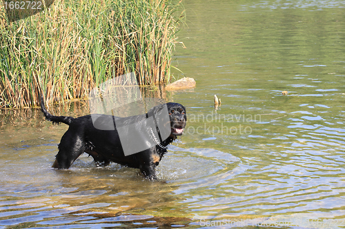 Image of female rottweiler playing in the water of a river