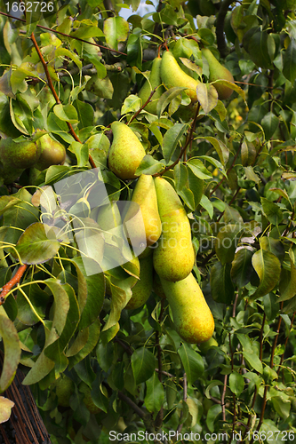 Image of pear trees laden with fruit in an orchard in the sun