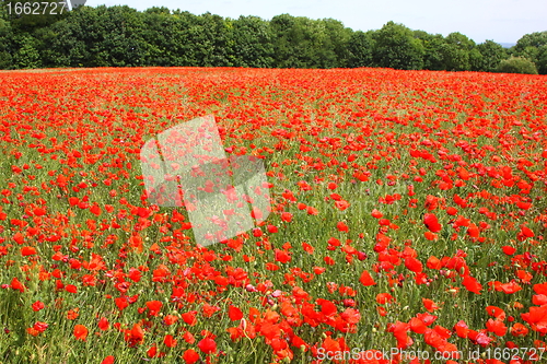 Image of Fields of poppies in spring in France