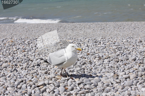 Image of portrait of a seagull on shingle beach