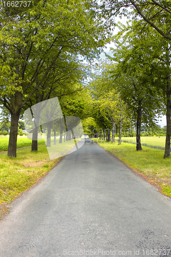 Image of tree-lined road in the spring in the countryside