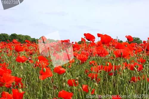 Image of Fields of poppies in spring in France