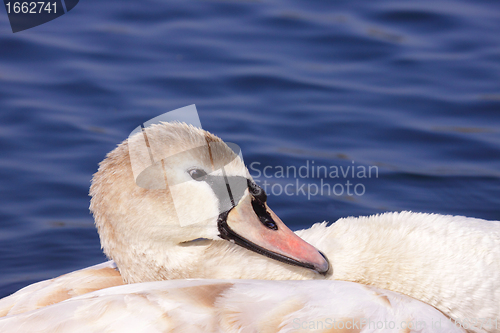 Image of a young mute swan make her toilet. his attitude is soft