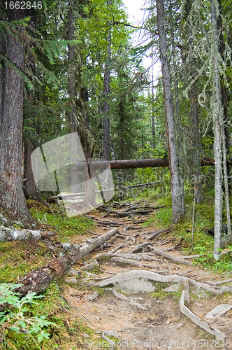 Image of Forest path