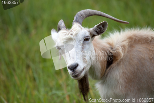 Image of Portrait of goat