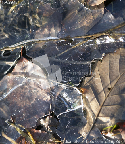 Image of frosted autumn foliage