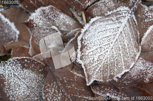 Image of frosted autumn foliage