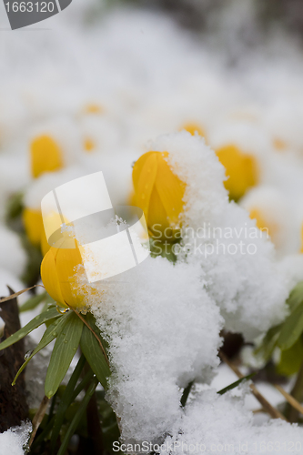 Image of winter aconites