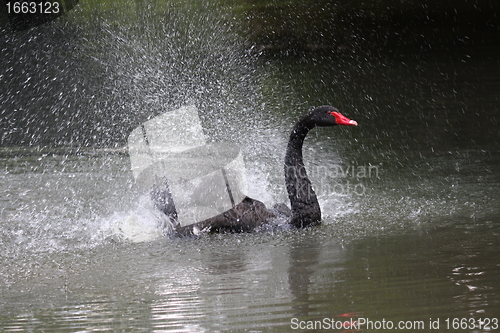 Image of Black swan, anatidae