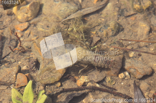 Image of crayfish in its natural environment, in water
