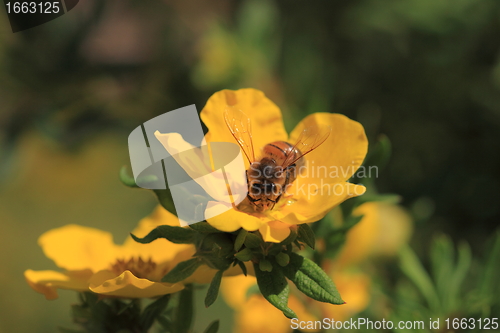 Image of Bee, Apoidea, Abeille