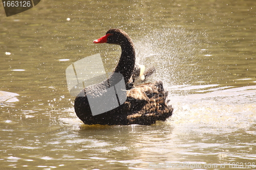 Image of Black swan, anatidae