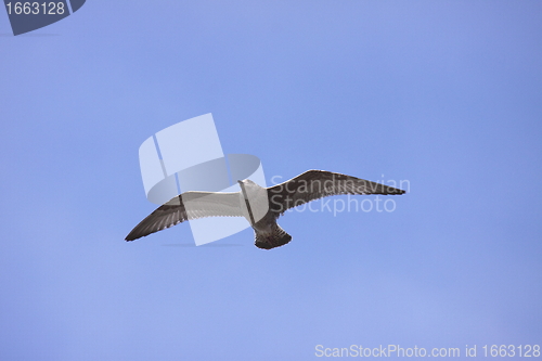 Image of Young Gull, seagull