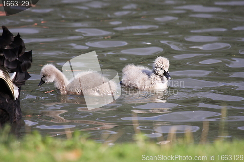 Image of Young black swan, cygnets anatidae