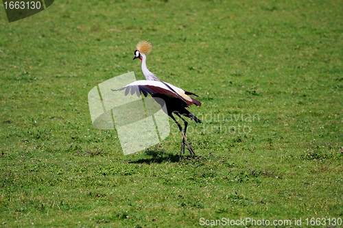 Image of crowned crane