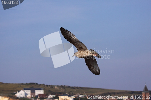 Image of Young Gull, seagull