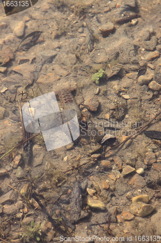 Image of crayfish in its natural environment, in water