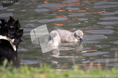 Image of Young black swan, cygnets anatidae