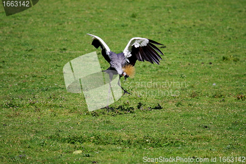 Image of crowned crane