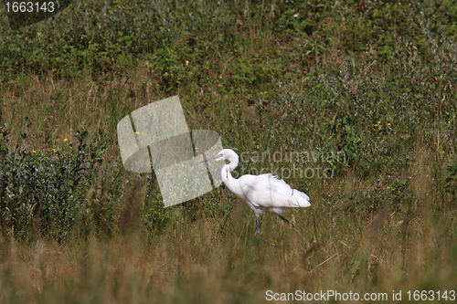 Image of Little Egret, Aigrette Garzette