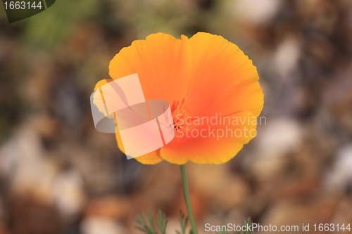 Image of Eschscholtzia of California, california poppy