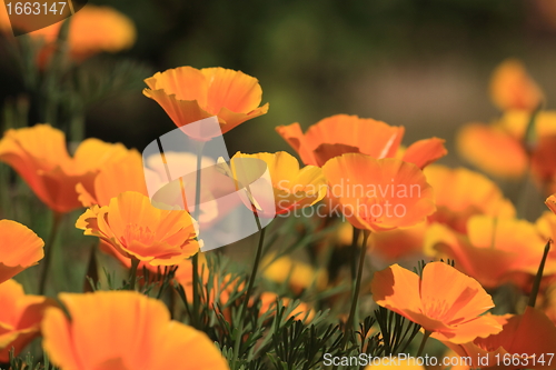 Image of Eschscholtzia of California, california poppy