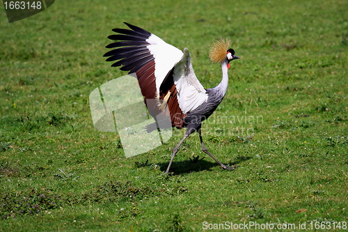 Image of crowned crane