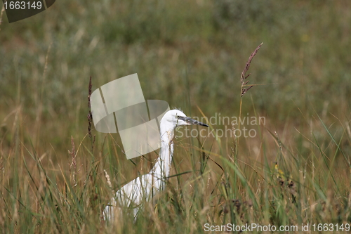 Image of Little Egret, Aigrette Garzette