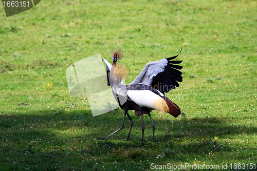 Image of crowned crane