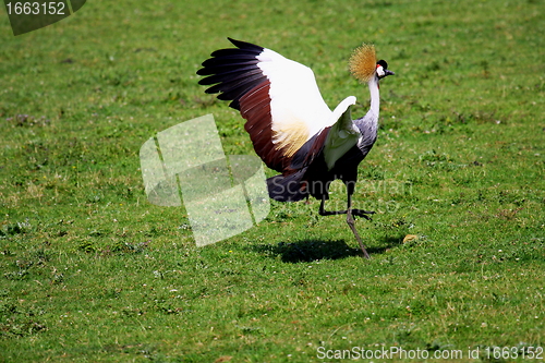 Image of crowned crane