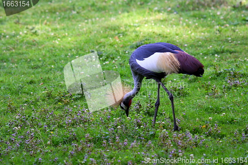 Image of crowned crane