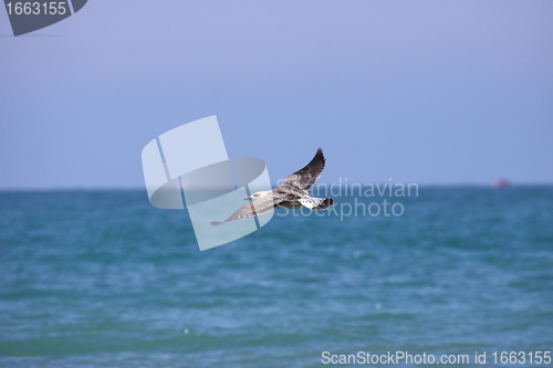 Image of Gull, seagull