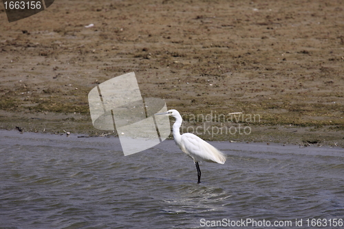 Image of Little Egret, Aigrette Garzette