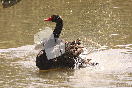 Image of Black swan, anatidae