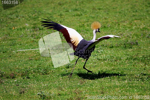 Image of crowned crane