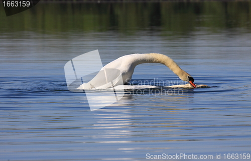 Image of Mating swans