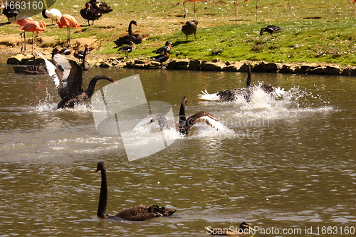 Image of Black swan, anatidae