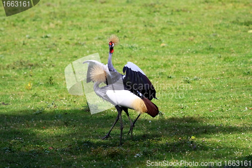Image of crowned crane